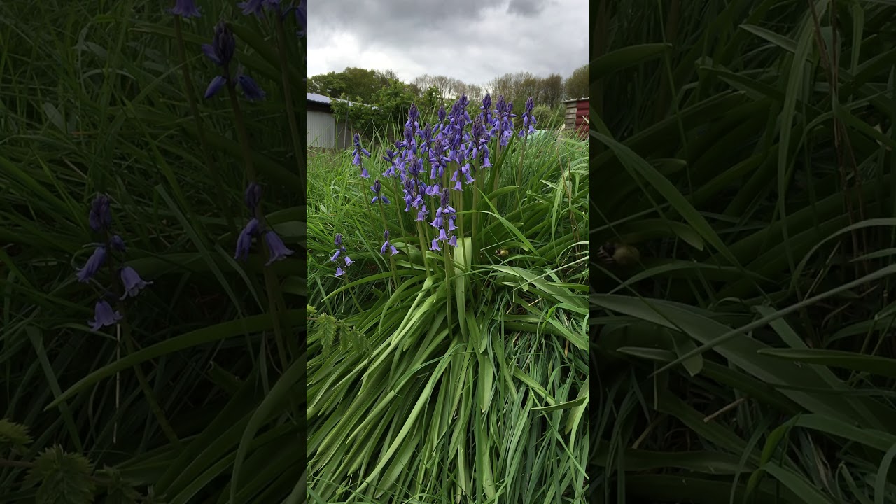Bluebells (Hyacinthoides) - plants - April 2018
