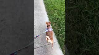 Video preview image #1 Chiweenie Puppy For Sale in San Antonio, TX, USA