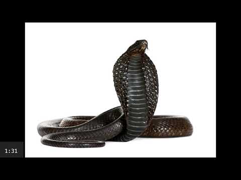 Cobra 2 Minute gesture poses