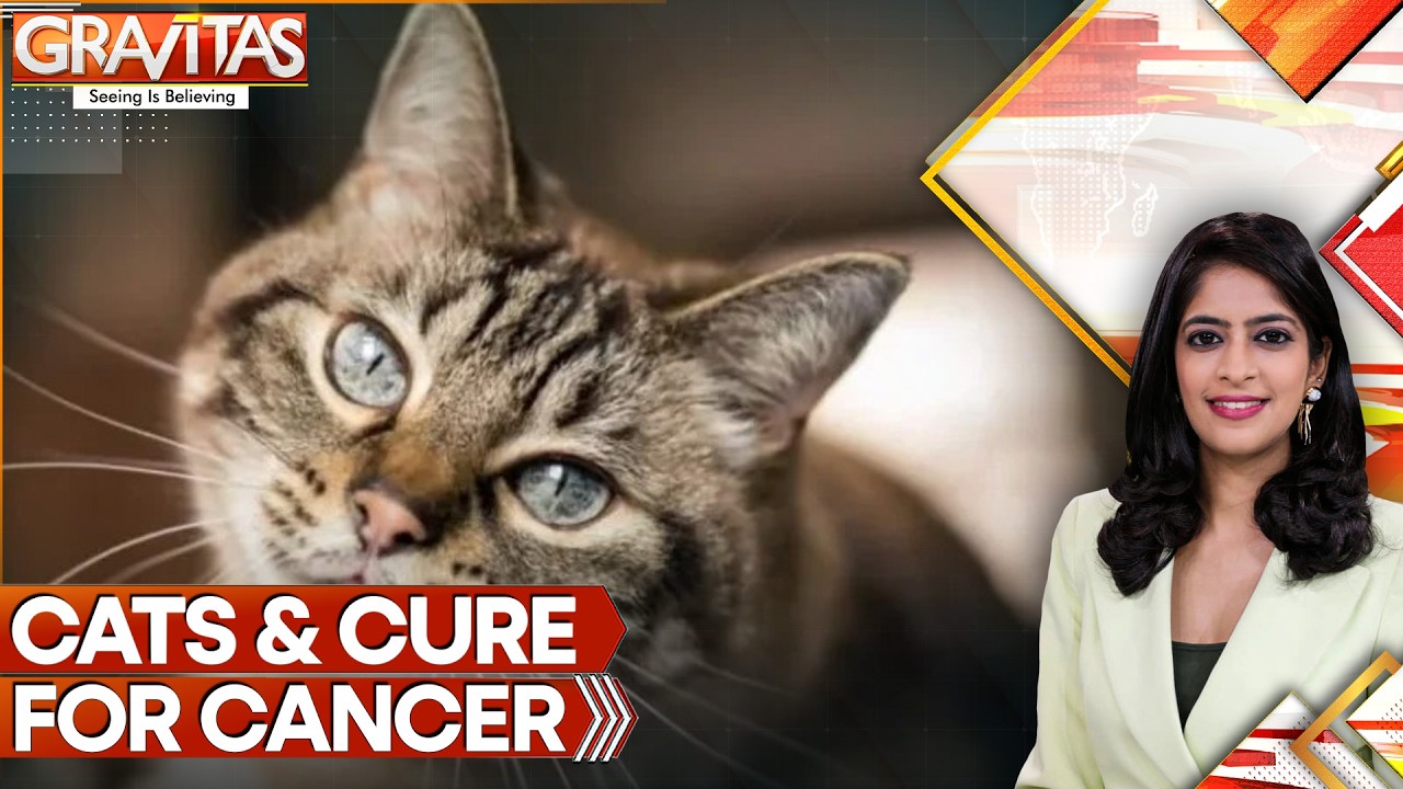 Can Cats Help Cure Cancer? Scientists Discover Remarkable Genetic Link | GRAVITAS