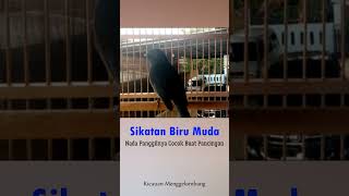 Download lagu Sikatan Biru Muda Nada Panggilnya Cocok Buat Pancingan #short mp3