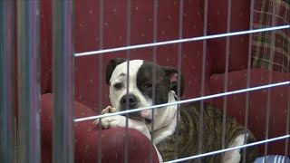 Dogs in a shelter get furniture