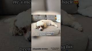 Video preview image #1 Mutt Puppy For Sale in San Jose, CA, USA