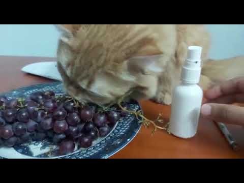 Could my cat eat the grapes?!!!!😂