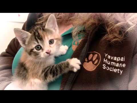 Yavapai Humane Society video