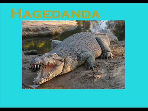 Dangin Nira - Lesson Twenty-Nine - Plants and Animals