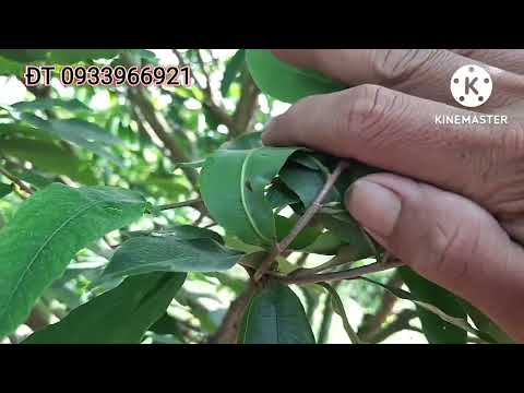 @ 29/6 âm lịch tại sao phải bấm chặn đọt trước khi bón phân tạo nụ cho cây mai vàng.