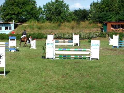 5jähriger Wallach von C-Indoctro zu verkaufen