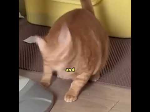 The Ol' 2 second possession #animalvoiceover #funny #cat