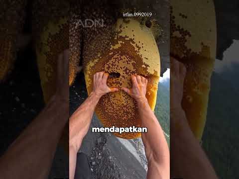 Madu Ini Bisa Bikin Orang Halusinasi! 😱