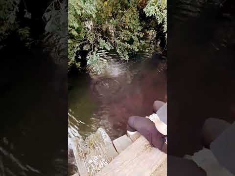 Arroyito en Olegario V Andrade #arroyo #puentedemadera #naturaleza #misiones #argentina #shortvideo