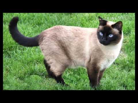 Facts about Seal point siamese cats/report