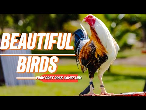 Beautiful Birds | From Grey Rock Gamefarm