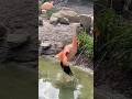 You Won T Believe How Graceful This Chilean Flamingo Is Como Zoo