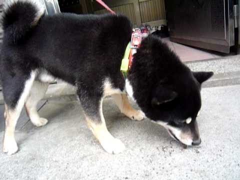 熱呼呼狗零食試吃嘍~~~(原發表者:巧克力家)(影片)