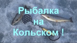 Ловля гольца на кольском полуострове зимой