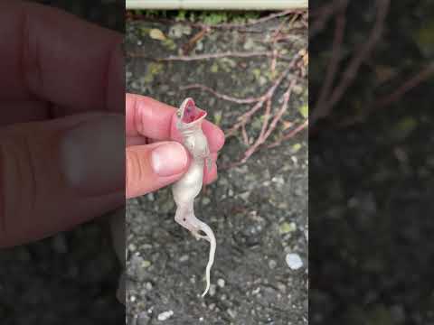 ヤモリはどのように水の上を歩くのか