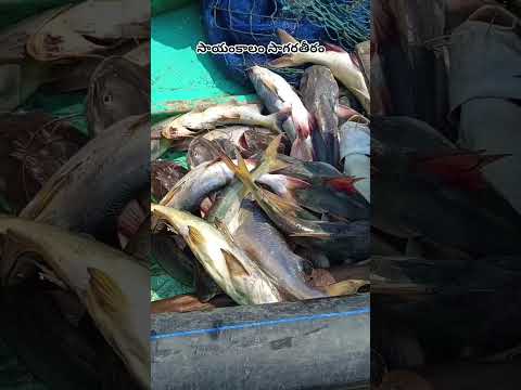 life is a journey 🌊🏝️ #trending #viral #youtubeshorts #beach #popular #most #1million