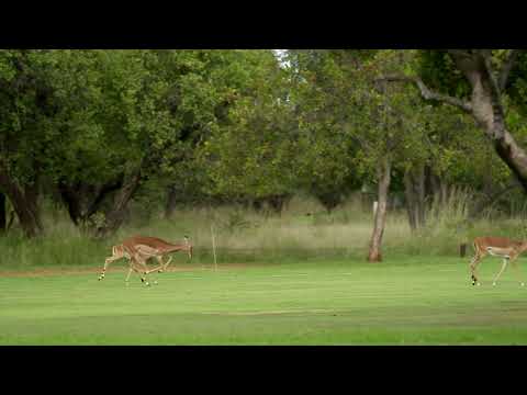 Fairways to Africa - Zebula Golf Estate & Spa
