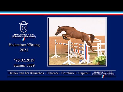 Holsteiner Körlot 2021 | Nr. 42 v. Halifax van het Kluizebos - Clarence - Corofino I - Capitol I
