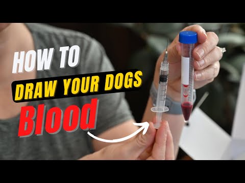 How to draw your dogs blood