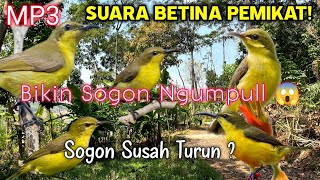 Download lagu SUARA PIKAT SOGON BETINA ASLI! Bikin Sogon Jantan Nyaut & Mendekat❗ mp3