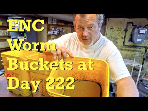 Euro nightcrawlers in yellow buckets fed 17th time on day 222 - worm farm vermicompost