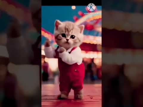 Sajni re 🥰 Cute Cat dance #bollywood #arijitsingh #music #love #movie #cat #catlover #catstory