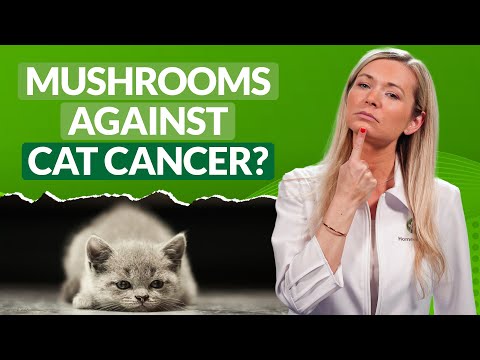Cancer in CATS | best NATURAL remedies science experts recommend!