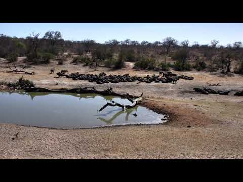 Djuma: Large breeding herd of African Buffalo-Pt:2 - 08:45 - 10/01/18