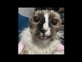 WAKE UP Youre Getting Comfortable Cat Meme AI Generated Video