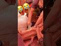 So Sad Animals Eid Bakra Cow Qurbani Camel Ziba Sacrifice Bari Eiduladha