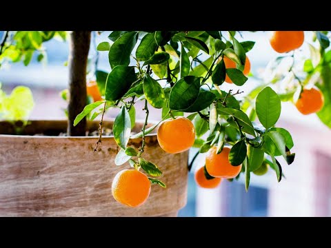, title : 'How To Grow The Best Sweeter Citrus Organically in Ground Or Pots | Make Citrus Trees Grow Faster'