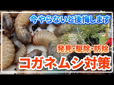 堆肥の中に大きな白い虫がいるのはなぜですか?ケトインかコガネムシの幼虫?  庭園