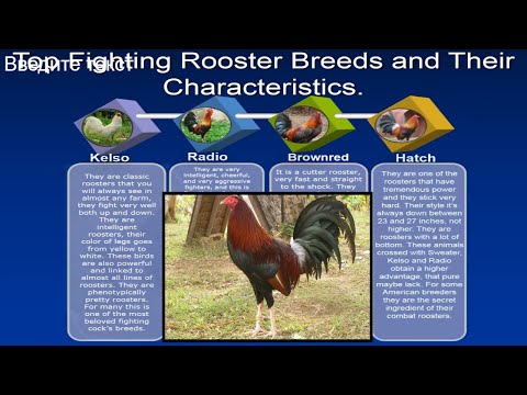 Top Fighting Rooster Breeds and Their Characteristics.Sweater,  Kelso,Radio,Brownred,Hatch,Asil,