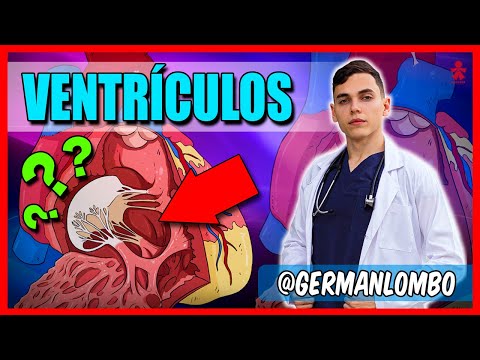 Anatomia del Corazon - VENTRÍCULOS