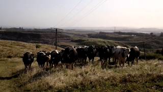 preview picture of video 'Cows at Pukemiro, Waikato NZ'