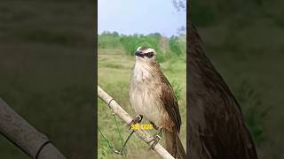 Download lagu Sekali putar trucukmu auto gacor mp3 Download lagu Sekali putar trucukmu auto gacor mp3