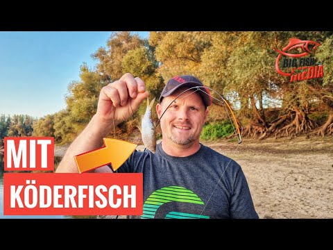 Mit Köderfisch auf Zander & Co: So geht’s ganz einfach beim Grundangeln | Gregor trifft den Profi