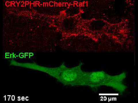 Light Induced ERK Nuclear Translocation