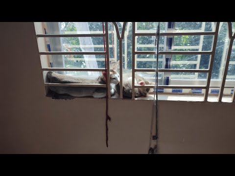 Two Meow Sleeing inside the window | Meow Tusu