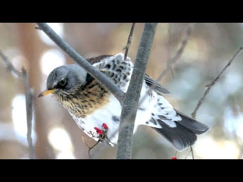 Птицы зимой - Дрозд рябинник в лесу