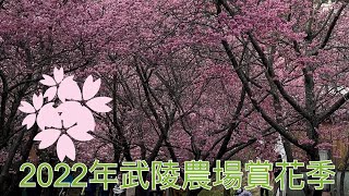 2022年武陵農場賞櫻花 提早盛開 早上8點前到 避開塞車及人潮 當天來回 擁擠人群