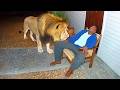 CUANDO LOS ANIMALES ELIGEN A SUS DUEÑOS. LOS VÍDEOS MÁS DIVERTIDOS DE 2025 DEFAULT Thumbnail
