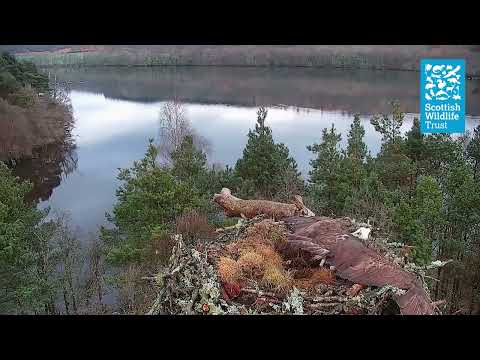 LM12 & NCO Defend Nest from Female Osprey Intruder (Loch of the Lowes Osprey Webcam 2022)