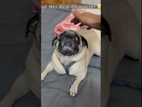 She In Real Life😮#dog #shorts #funny