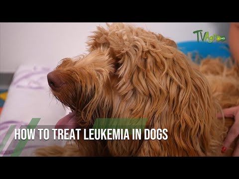 Leukemia in Dogs: Symptoms, Causes & Treatment