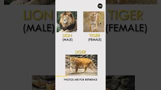 Tiger aur Lion se bhi bada animal 🤔🤔🤔  Li