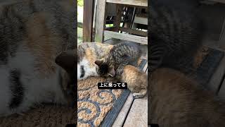 #子猫　#かわいい  #尊い