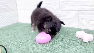 ハーフ犬の動画01